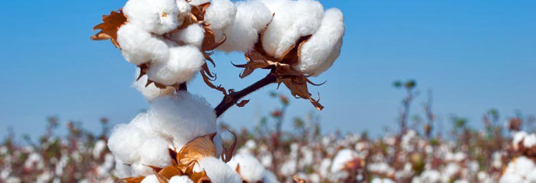 COTTON
